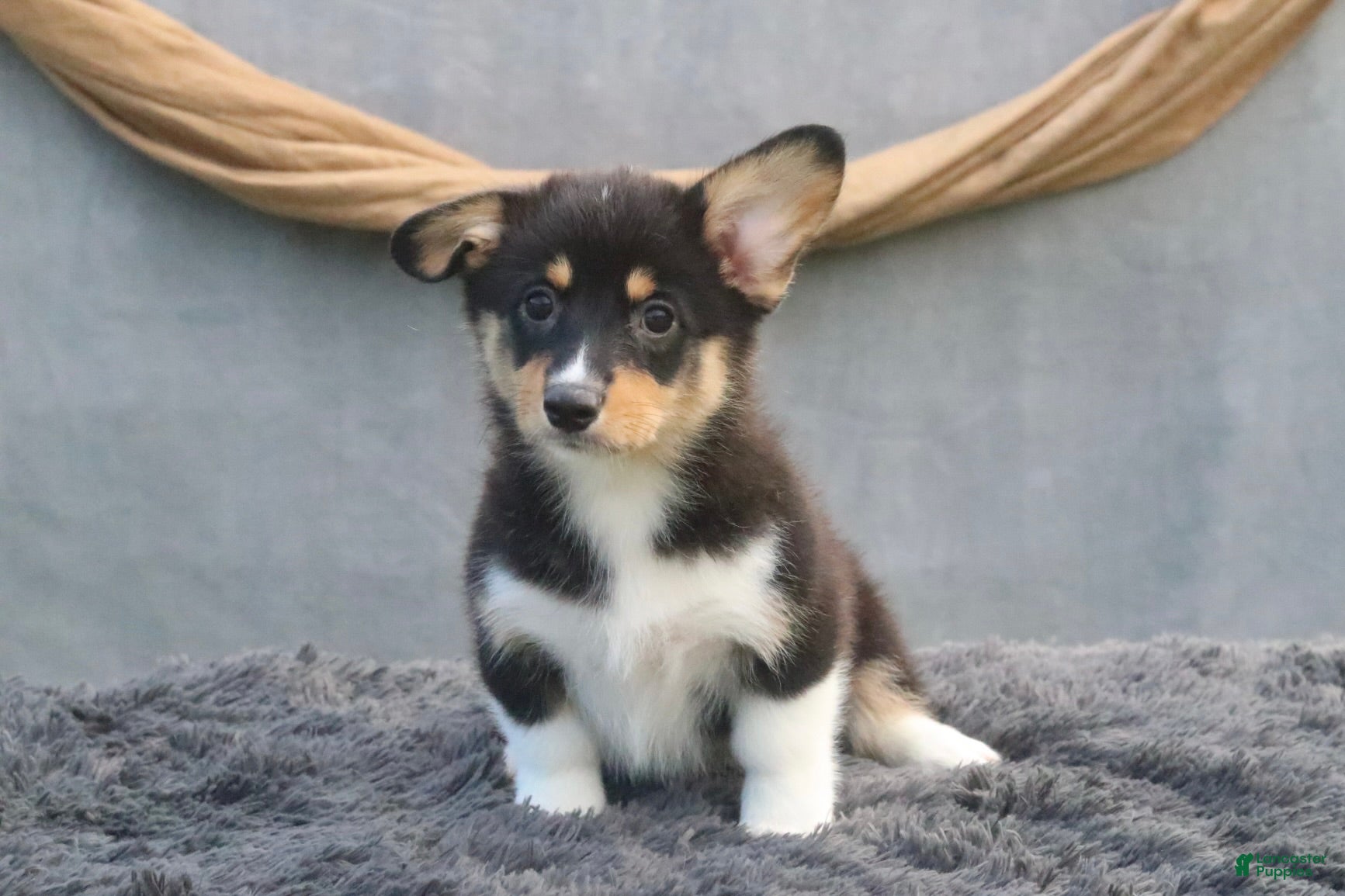 Welsh Corgi Pembroke dogs for sale: Breeze - Ad 1
