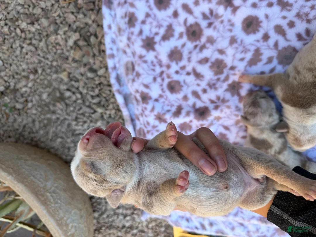 Mixed Breed dogs for sale: Mármol color 2 - Ad 2