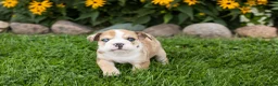 English Bulldog dogs for sale: Buddy  - Ad 4