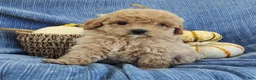 Mixed Breed dogs for sale: Snickers  - Ad 1