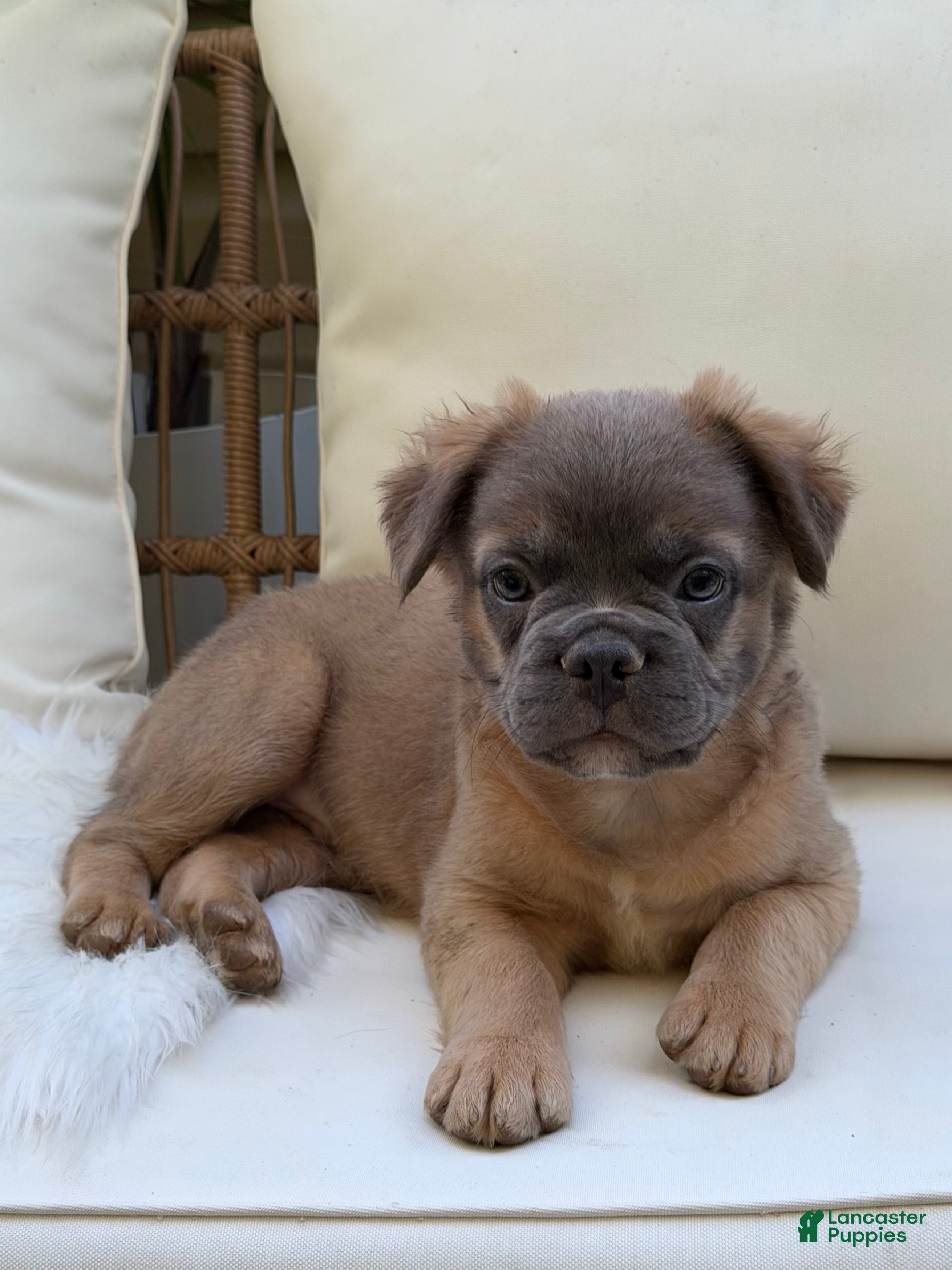 French Bulldog dogs Ash - Ad 2