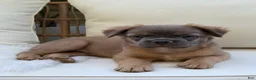 French Bulldog dogs for sale: Ash - Ad 2