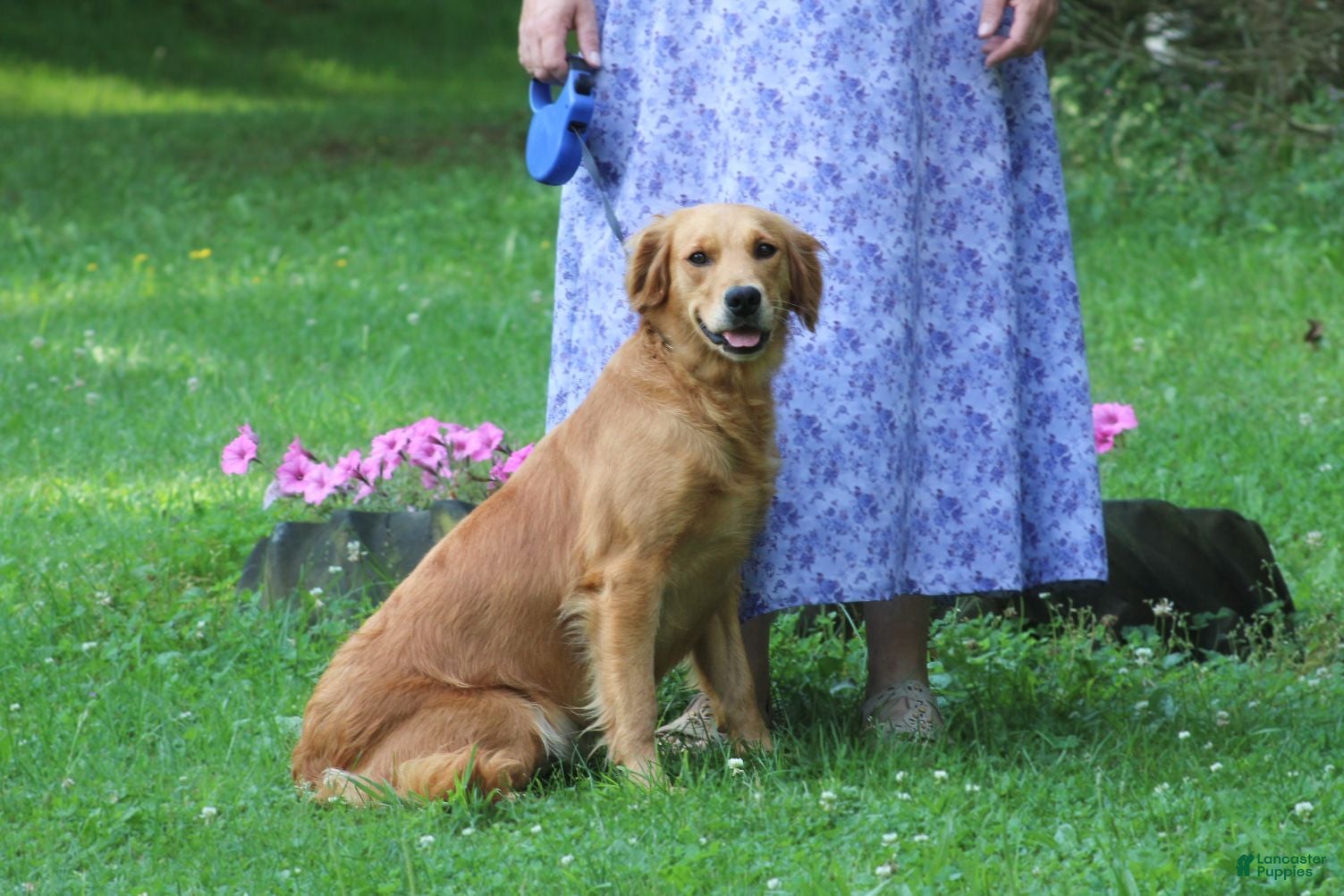 Golden Retriever dogs Rosy - Ad 2