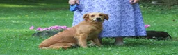 Golden Retriever dogs for sale: Rosy - Ad 2