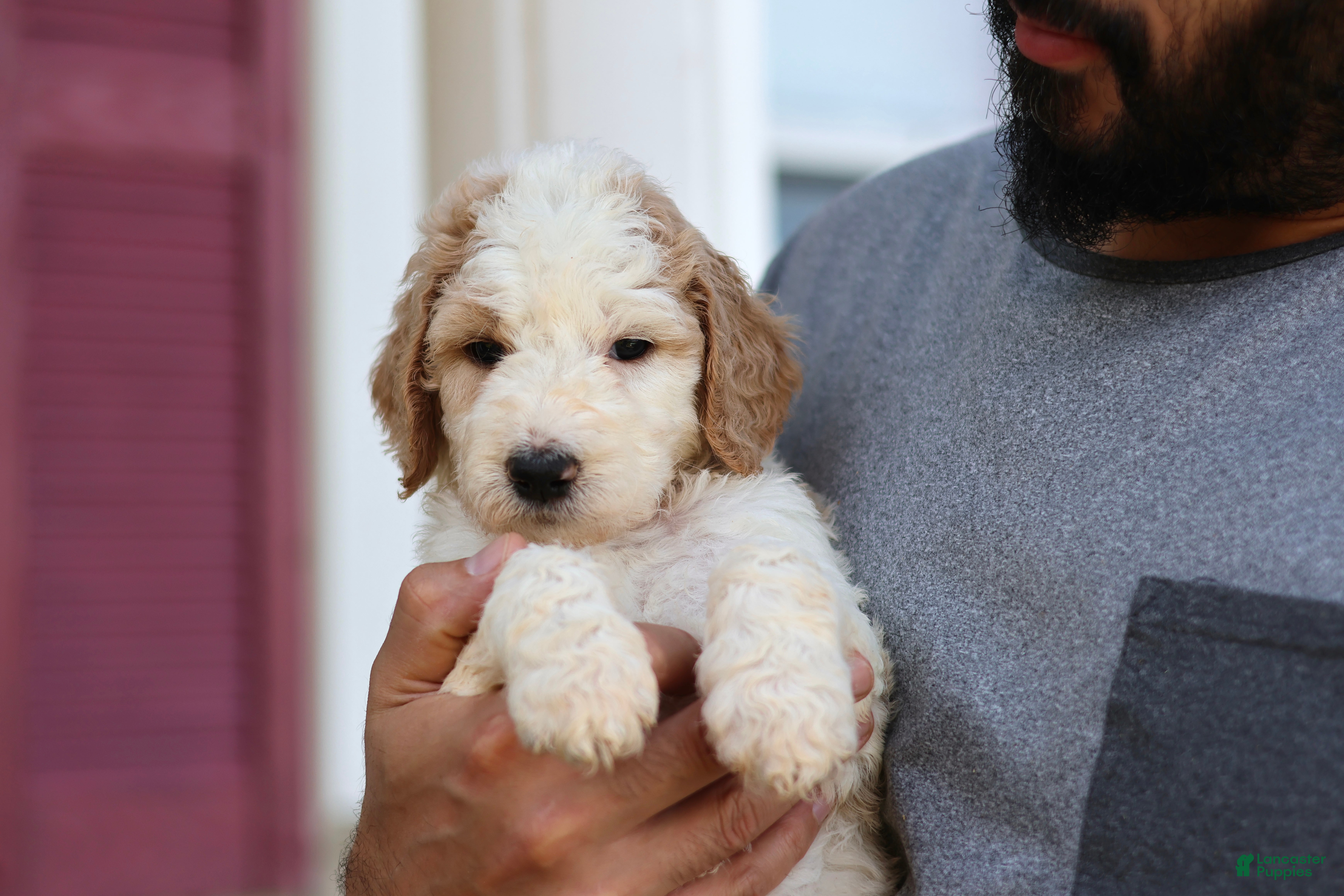 Goldendoodle dogs for sale: Mia - Ad 25