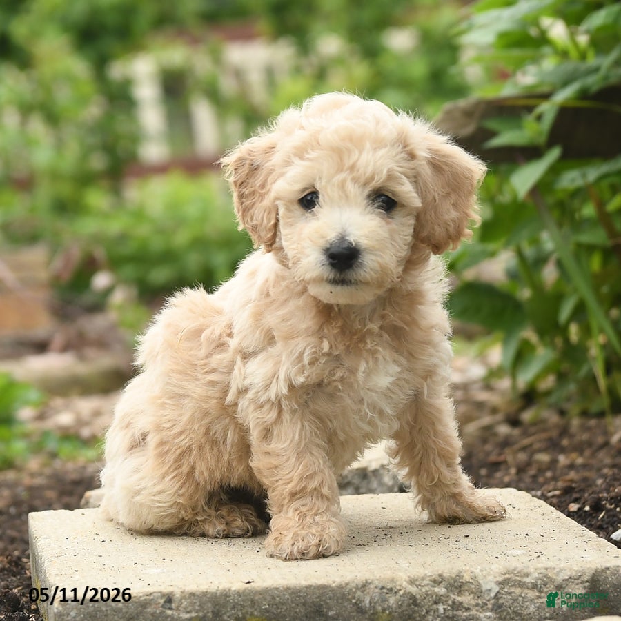 Bichpoo dogs Valentine - Ad 2