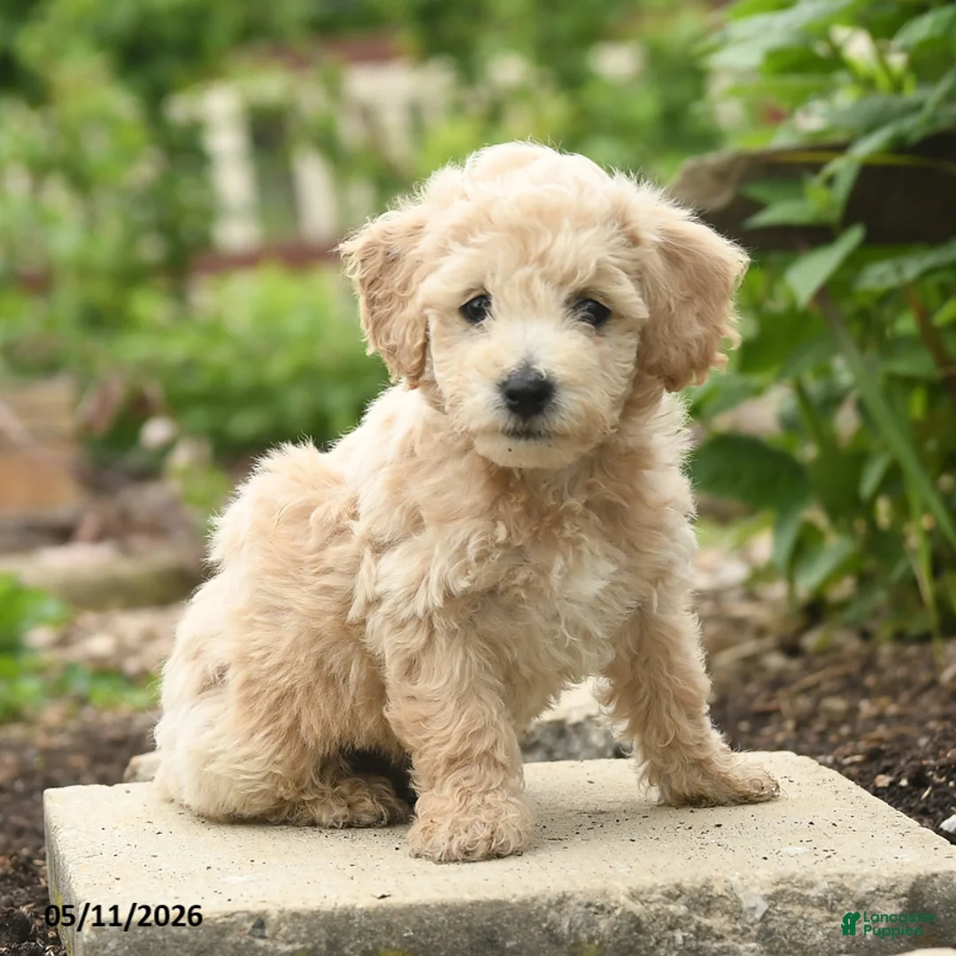Bichpoo dogs for sale: Valentine - Ad 2