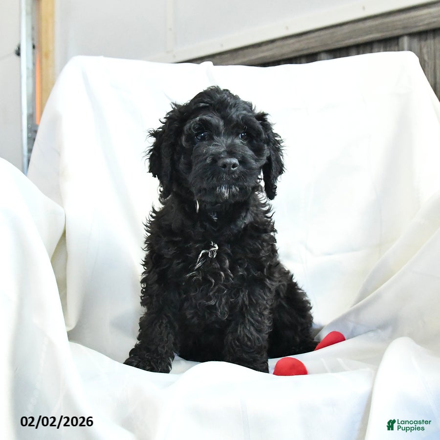 Cockapoo dogs Bubba - Ad 2