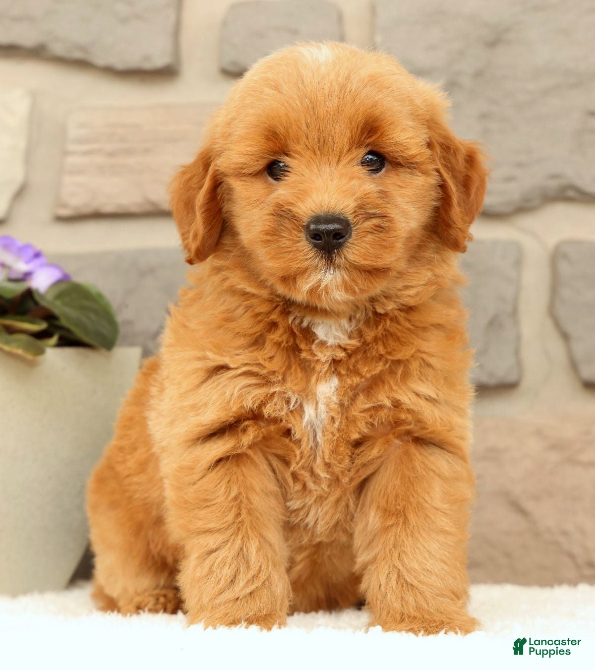 Mini Goldendoodle dogs Cricket - Ad 2