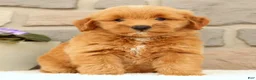 Mini Goldendoodle dogs for sale: Cricket - Ad 2