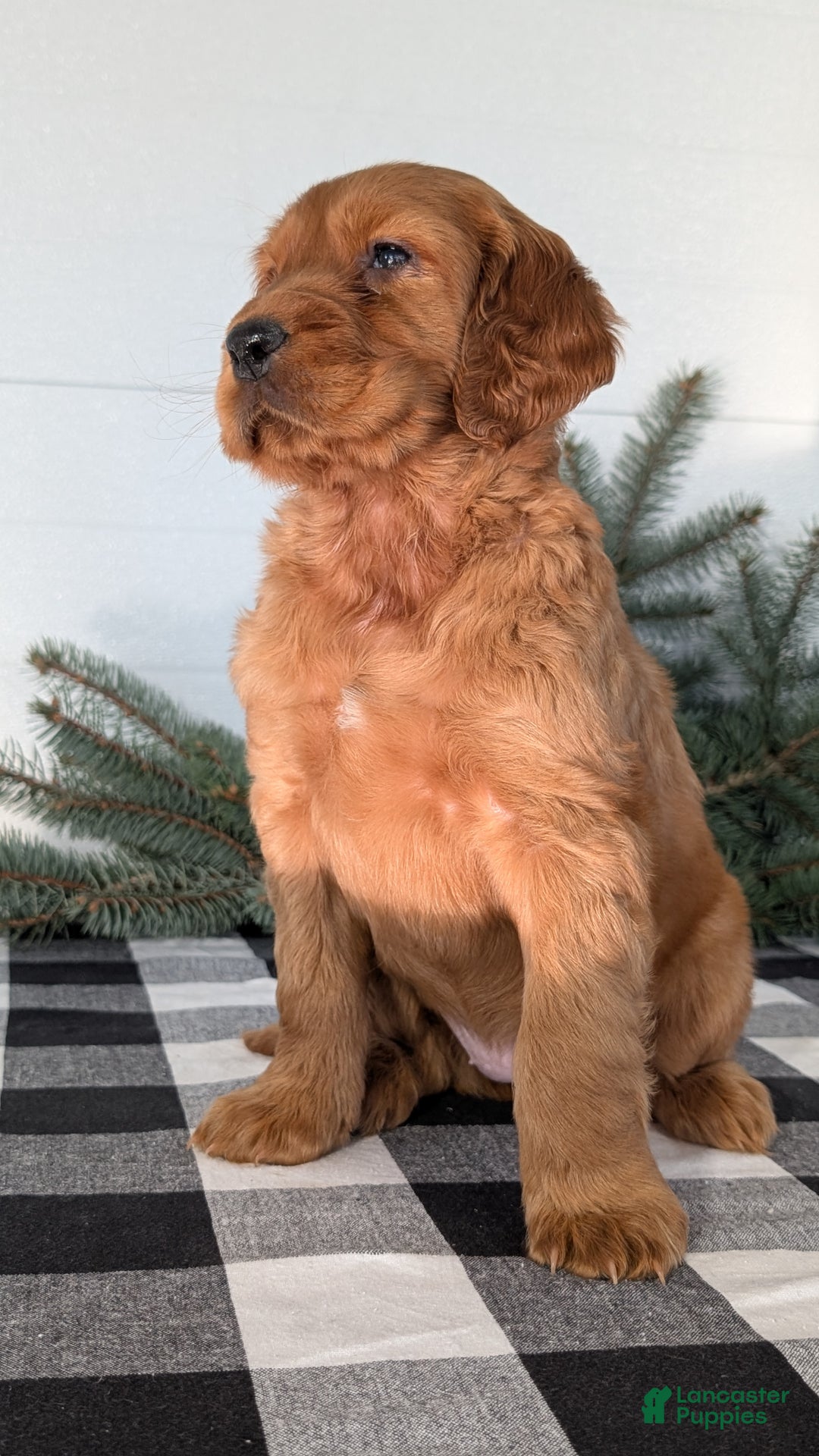 Irish Setter dogs for sale: Eden - Ad 3