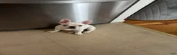 French Bulldog dogs for sale: French Bulldog 1 - Ad 12