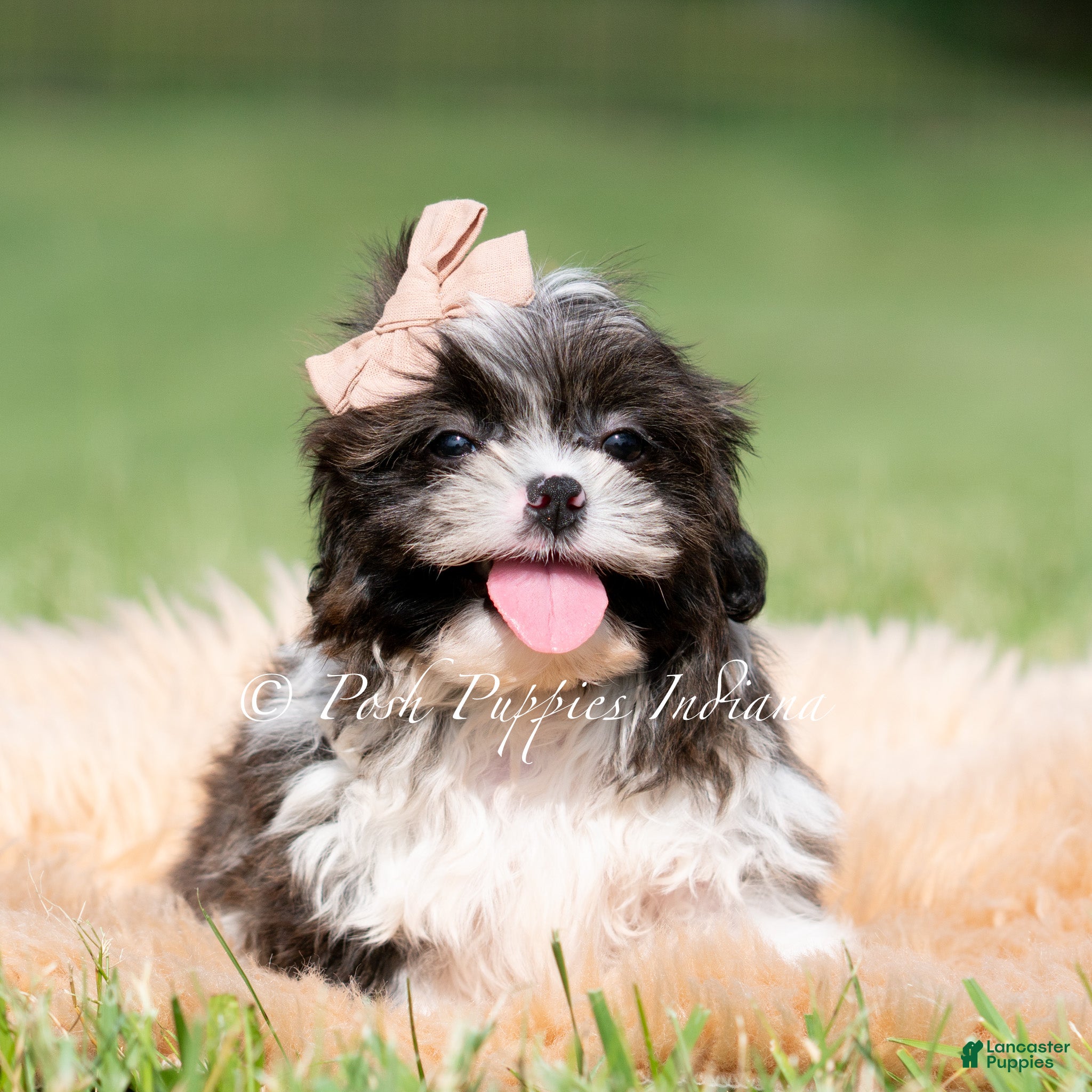 Shih Tzu dogs Giggles - Ad 10