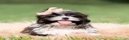 Shih Tzu dogs for sale: Giggles - Ad 1