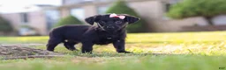 Yorkiepoo dogs for sale: Pansy - Ad 1