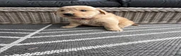 Golden Retriever dogs for sale: Hazel - Ad 11
