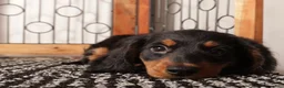Miniature Dachshund dogs for sale: Milo - Ad 3