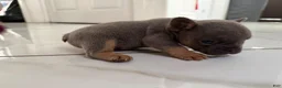 French Bulldog dogs for sale: French Bulldog 1 - Ad 3