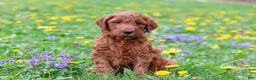 Goldendoodle dogs for sale: Calvin F1b - Ad 3