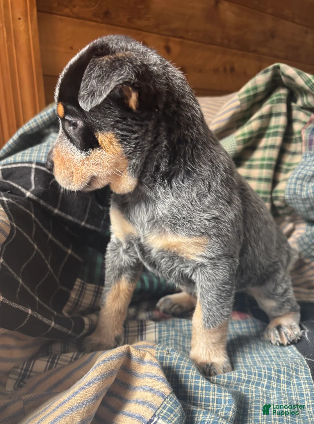 Australian Cattle Dog dogs for sale: Larry - Ad 11