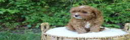 Cavapoo dogs for sale: Skye - Ad 1
