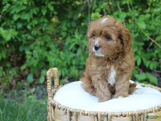 Cavapoo dogs for sale: Skye - Ad 2