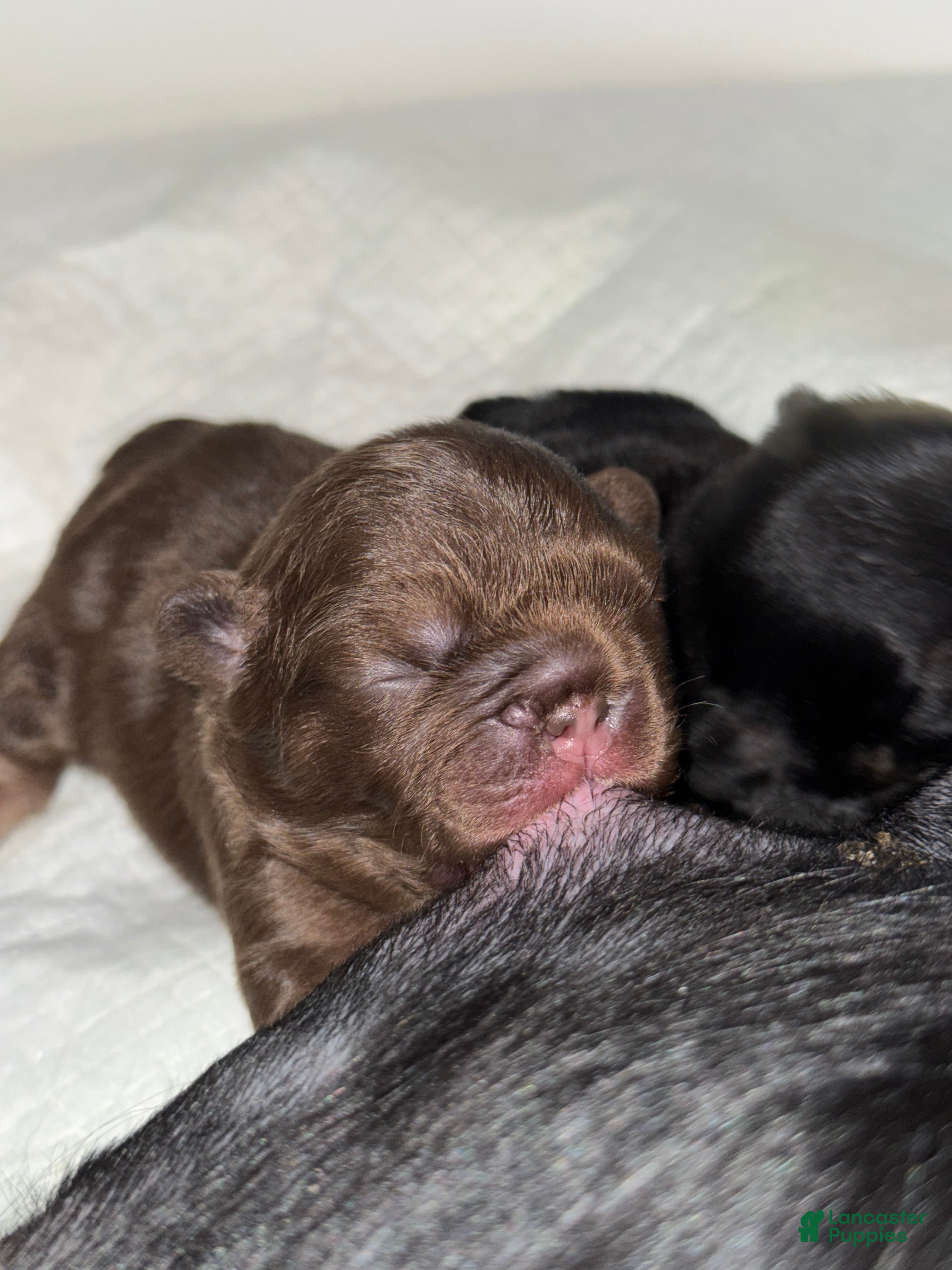 French Bulldog dogs RedSport - Ad 1