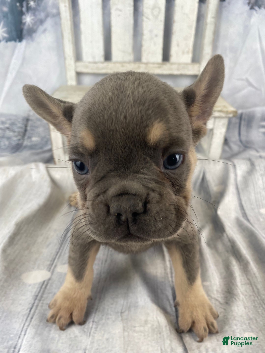 French Bulldog dogs for sale: Zoey - Ad 7