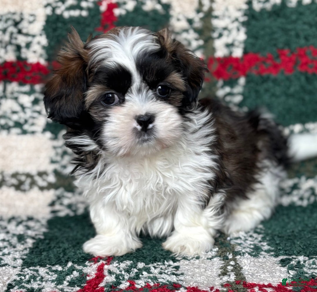 Shih Tzu dogs for sale: Prancer - Ad 2