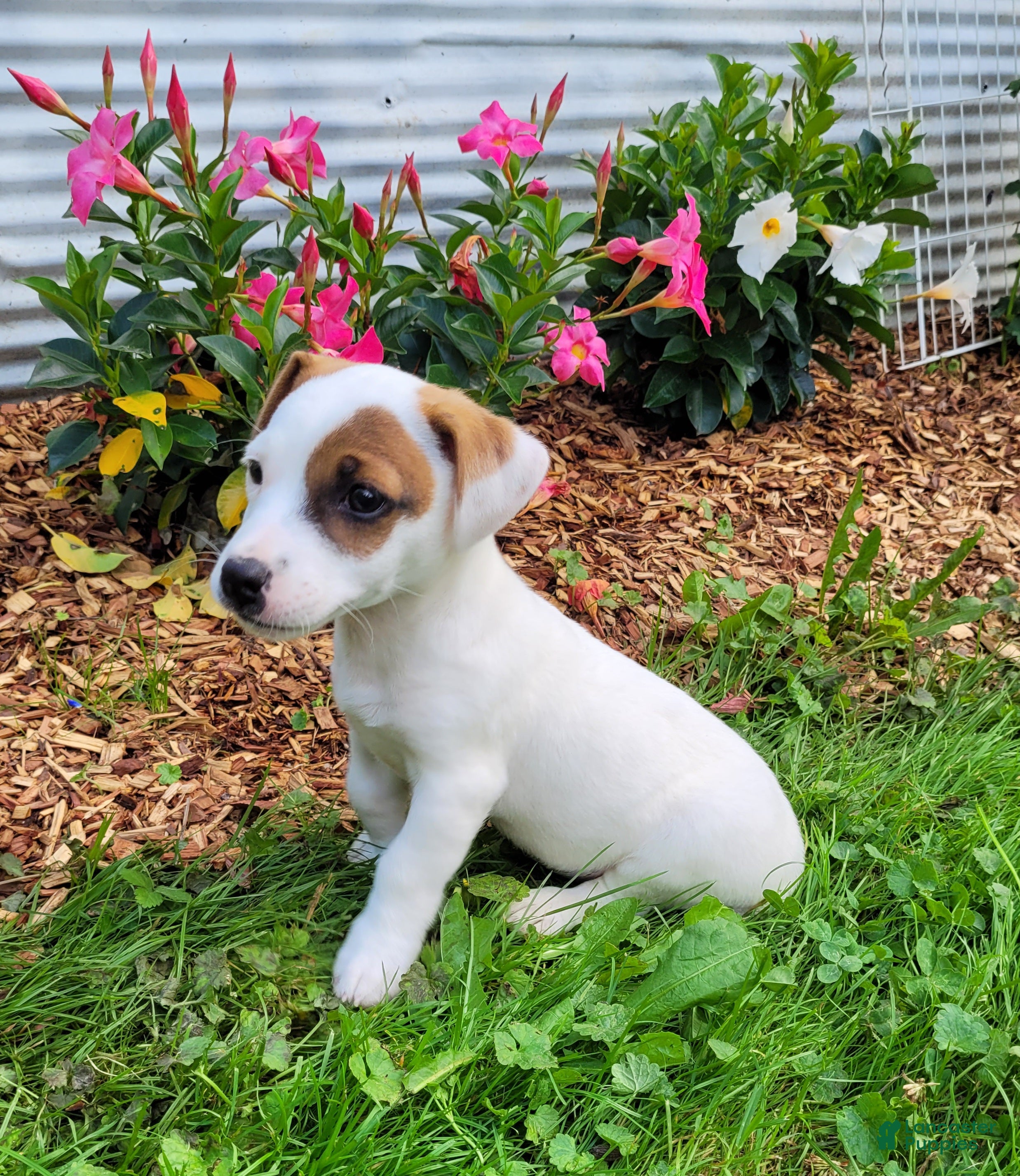 Jack Russell Terrier dogs NASH purebred CKC Registered  - Ad 1