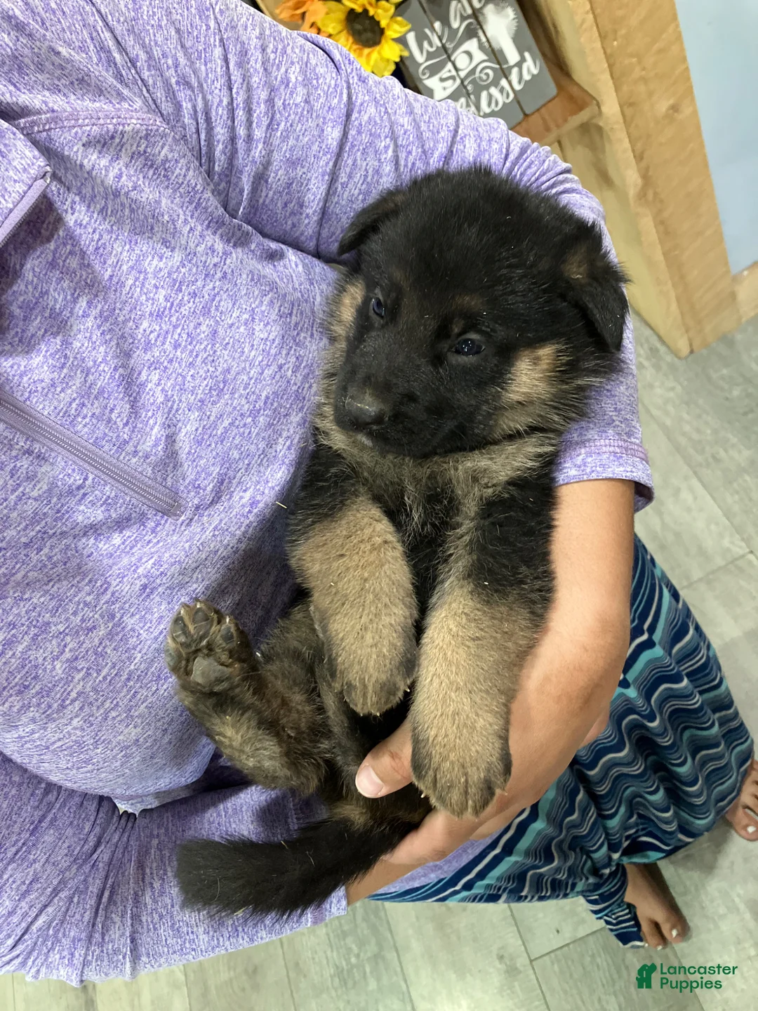 German Shepherd dogs for sale: German Shepherd Puppy 5 - Ad 1