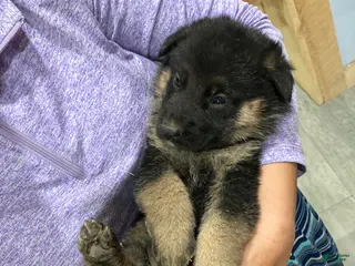 German Shepherd dogs German Shepherd Puppy 5 - Ad 4