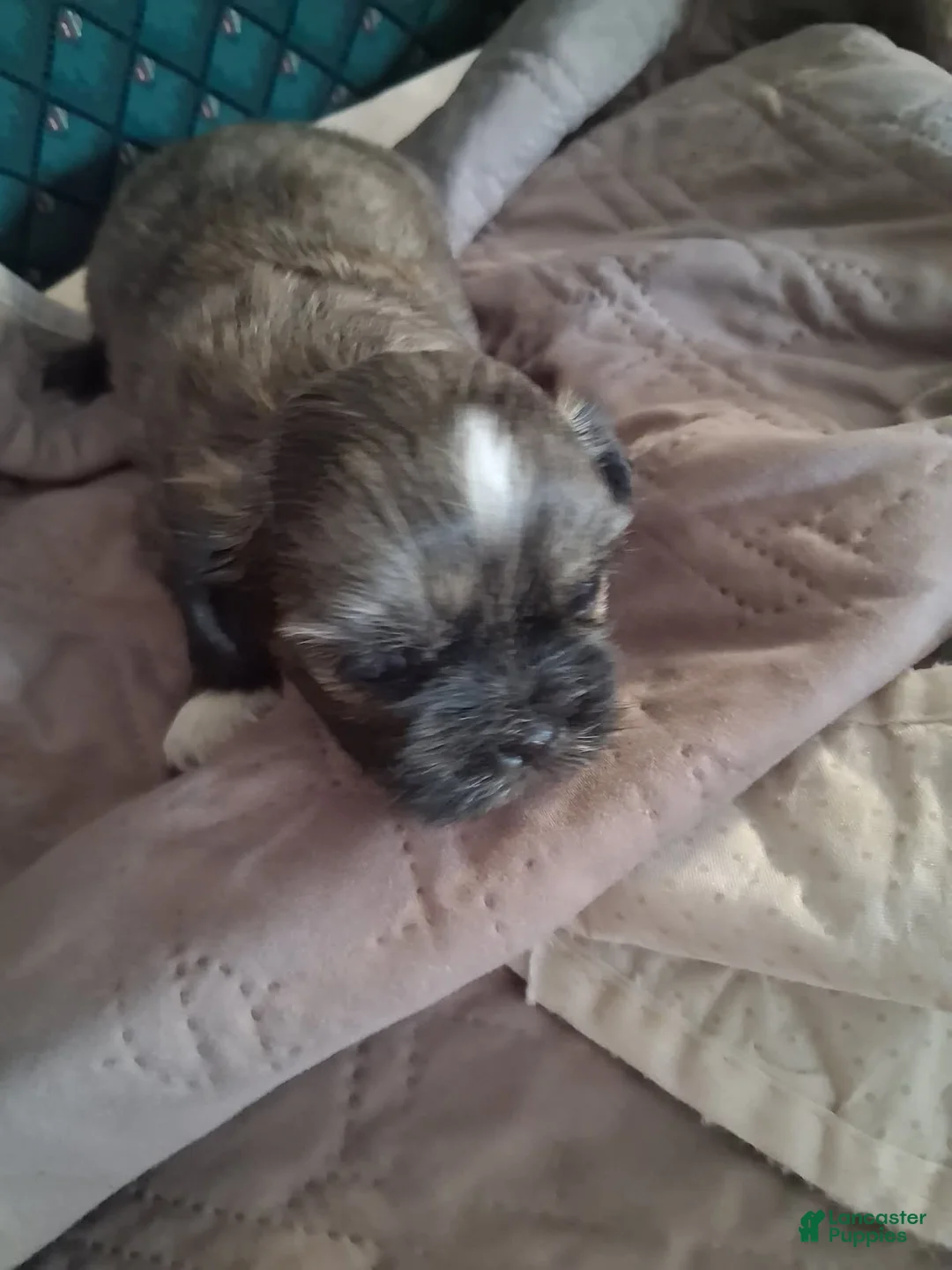 Shih Tzu dogs for sale: Boy 1  - Ad 2