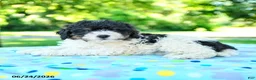 Shihpoo dogs for sale: Sharlene - Ad 3