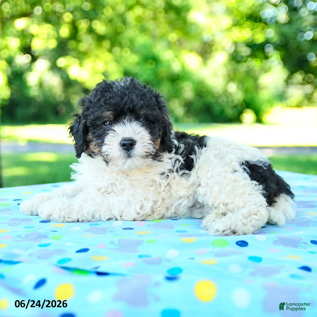 Shihpoo dogs for sale: Sharlene - Ad 3
