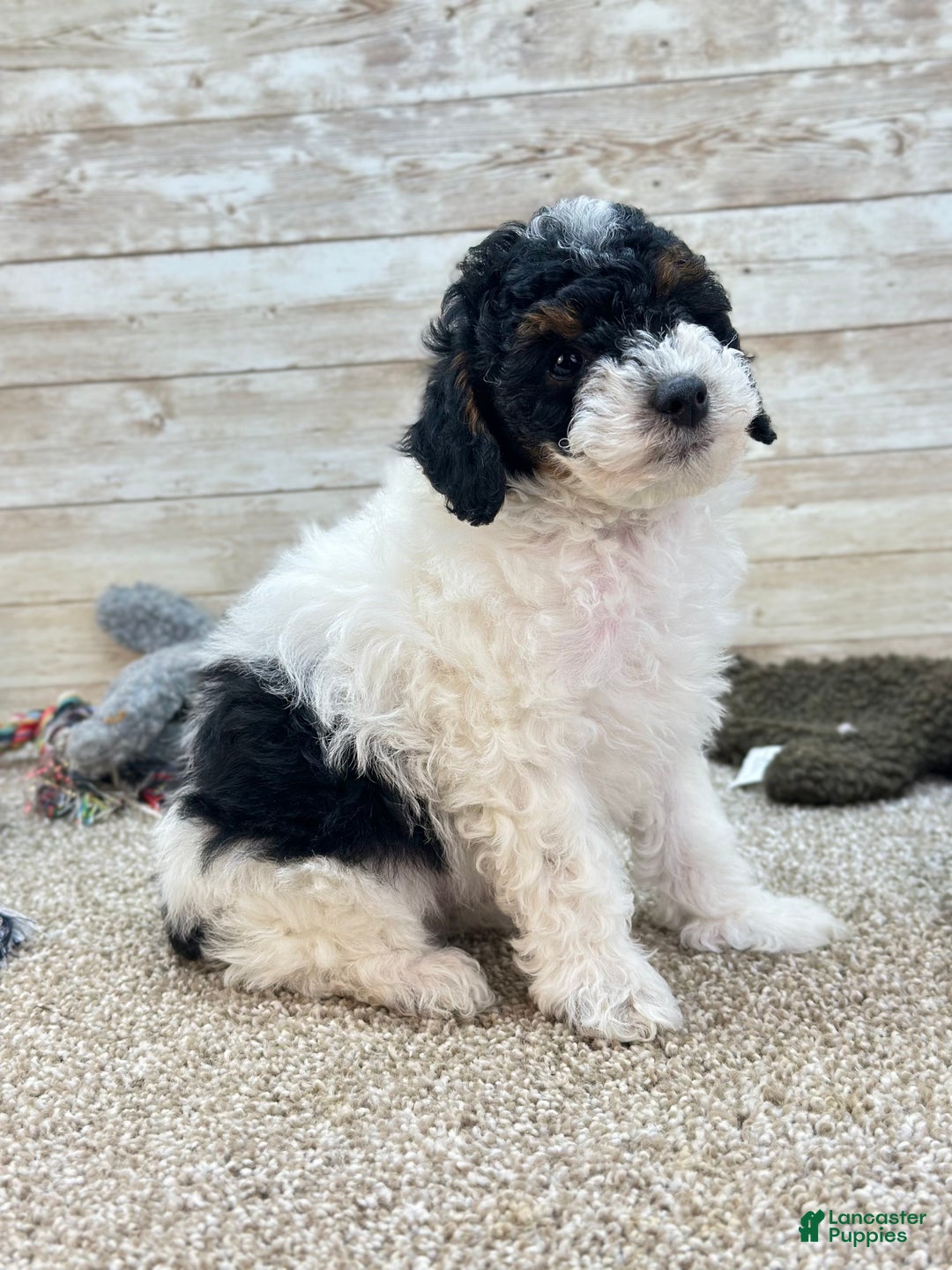 Toy Poodle dogs for sale: Benji - Ad 4