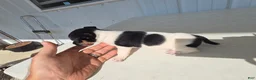 Chihuahua dogs for sale: Piggy - Ad 15