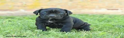Cane Corso dogs for sale: Diamond - Ad 3