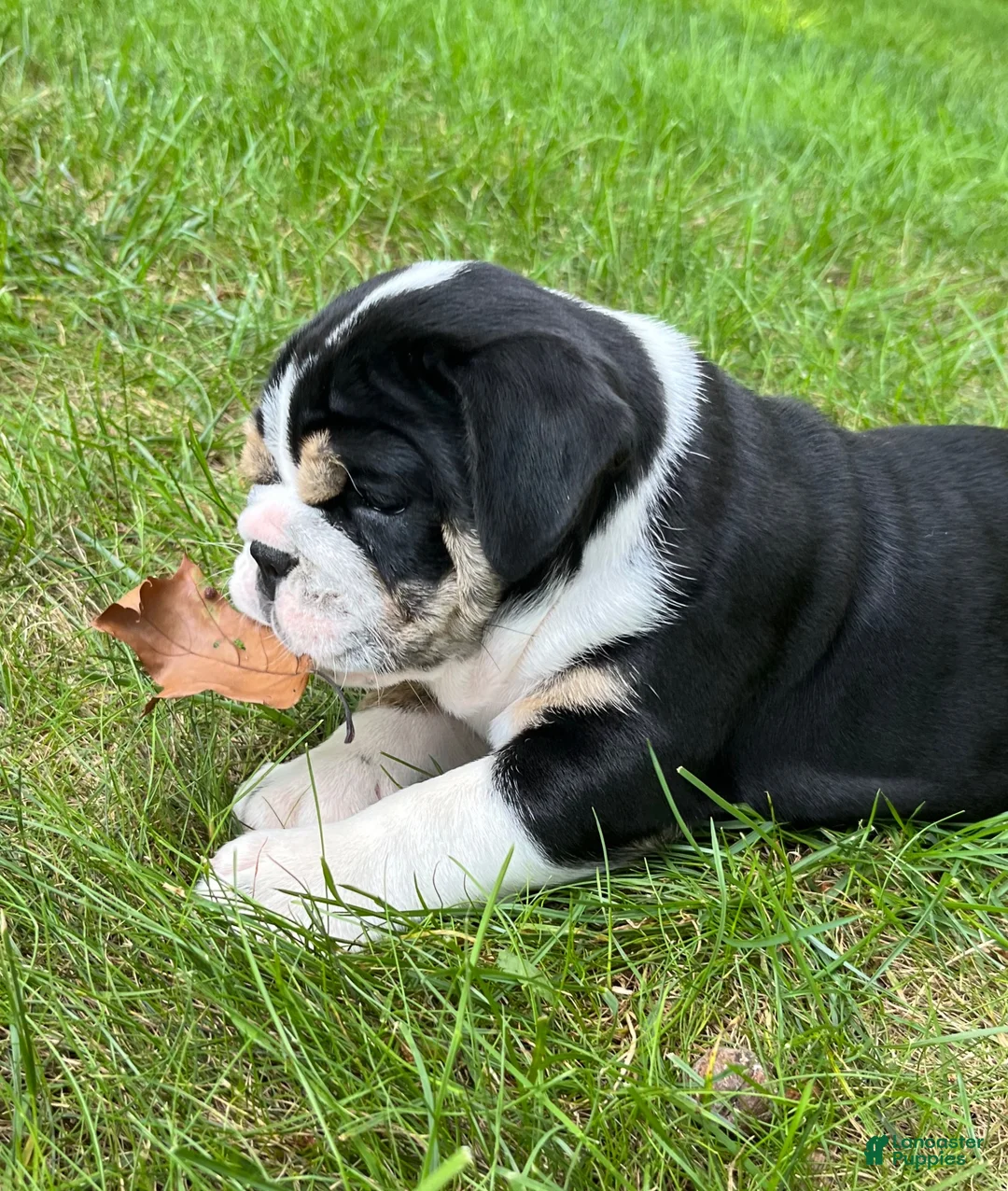 English Bulldog dogs for sale: Avonlea - Ad 2