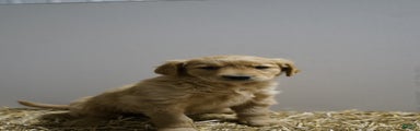 Golden Retriever Puppy 4