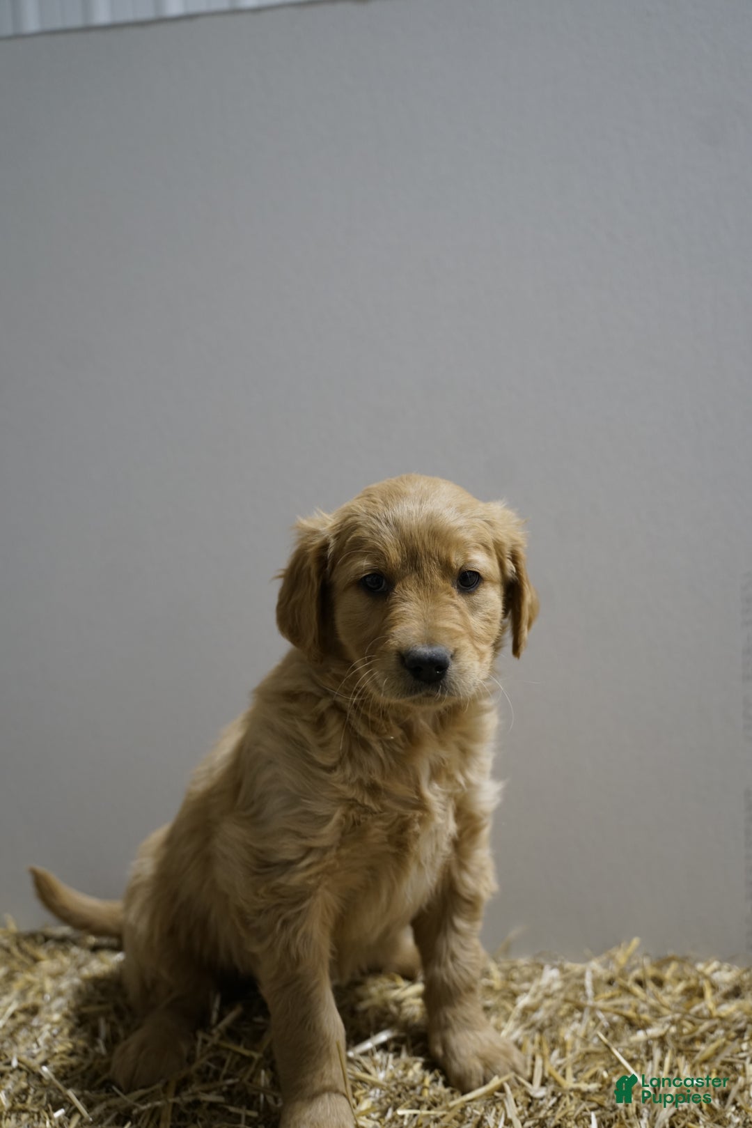 Golden Retriever dogs for sale: Golden Retriever Puppy 4 - Ad 1