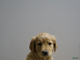 Golden Retriever dogs Golden Retriever Puppy 4 - Ad 7