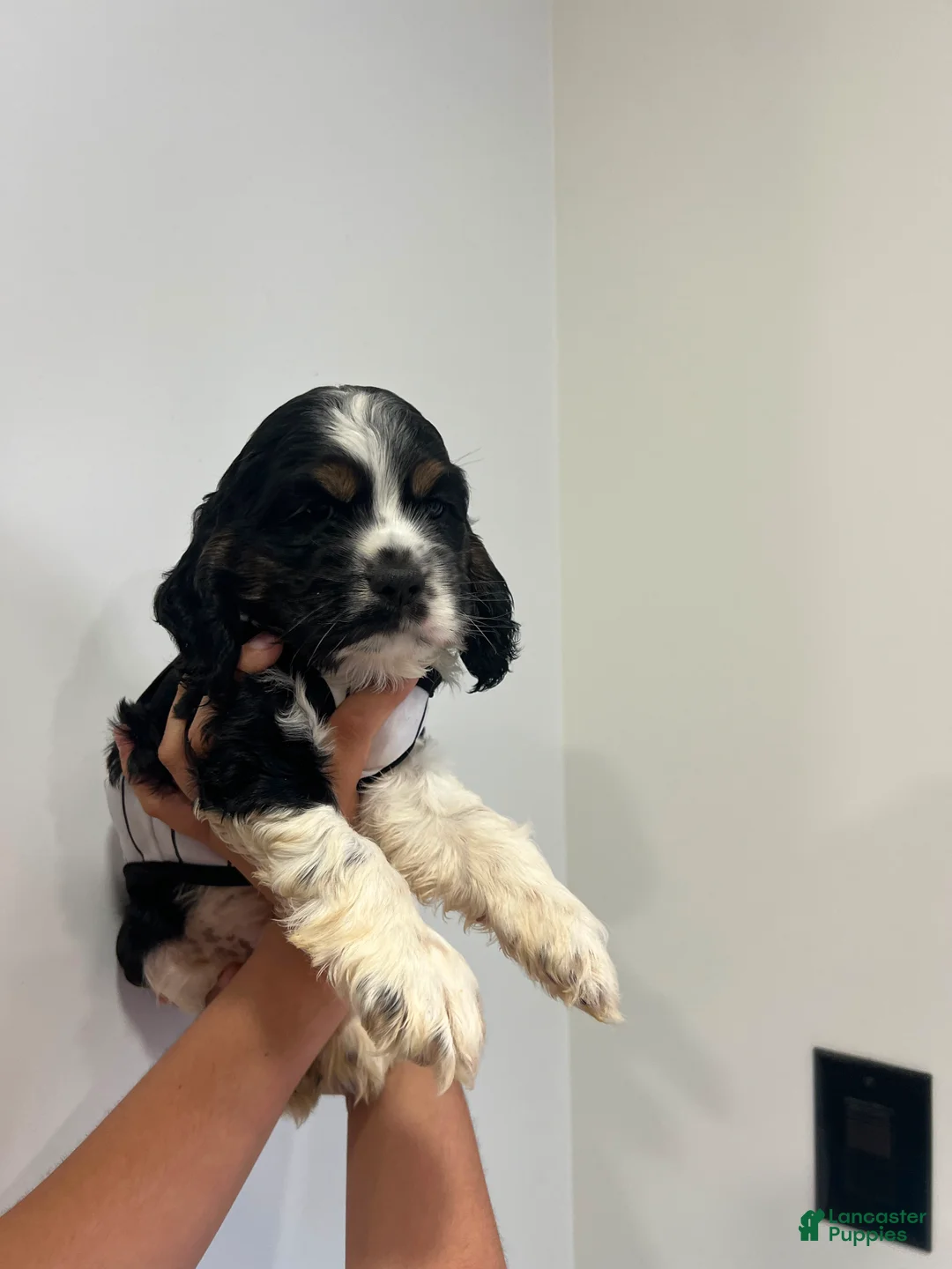 Cocker Spaniel dogs for sale: Charlie - Ad 1