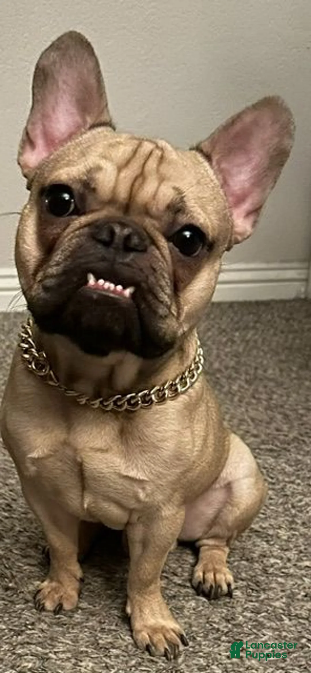 French Bulldog dogs for sale: Orange - Ad 6