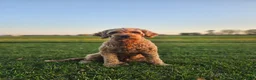 Mini Goldendoodle dogs for sale: Tanner - Ad 11