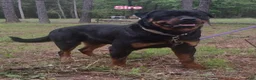 Rottweiler dogs for sale: Rottweiler Puppy 1 - Ad 9