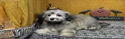 Havanese dogs for sale: Havanese 2 - Ad 3