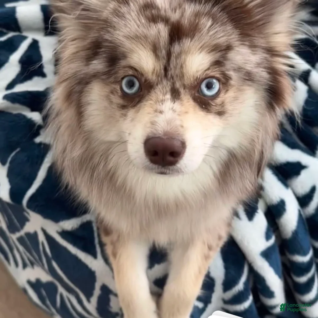 Gallery Image {{count}}