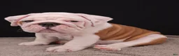 English Bulldog dogs for sale: Hank - Ad 4