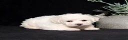 Bichon Frise dogs for sale: Eve - Ad 5
